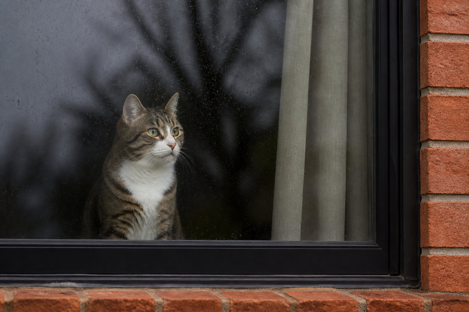 3 facteurs qui influencent l'espérance de vie de votre chat