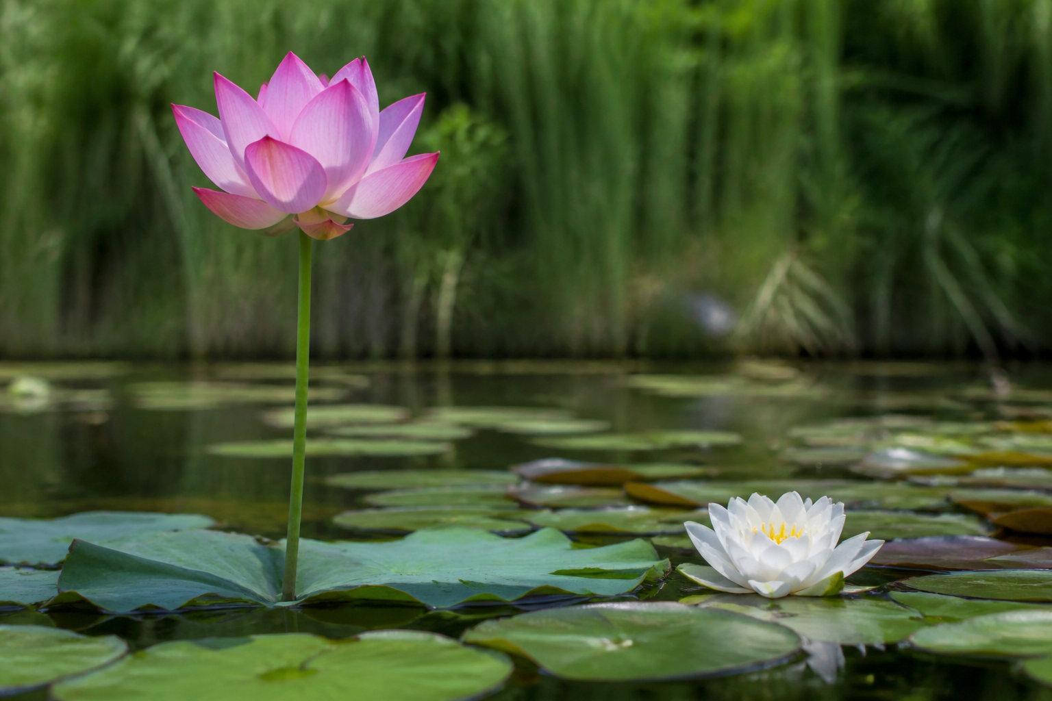 Pourquoi le lotus n'est pas un nénuphar ?