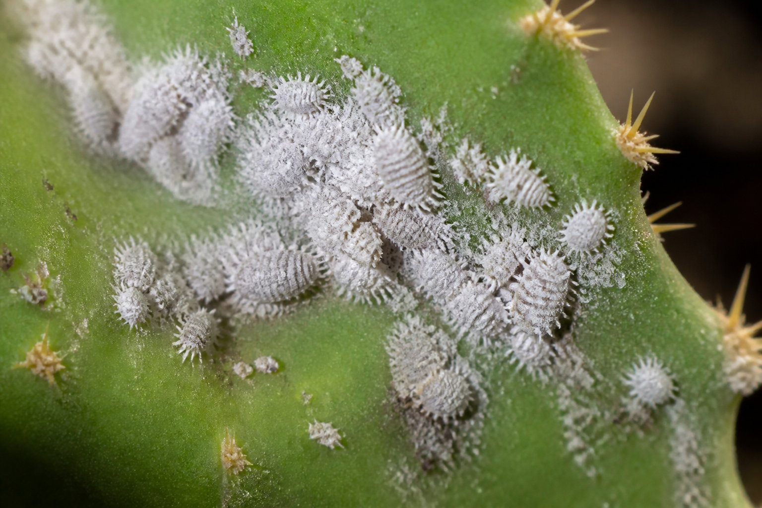 SOS santé : soigner les feuilles molles et les parasites
