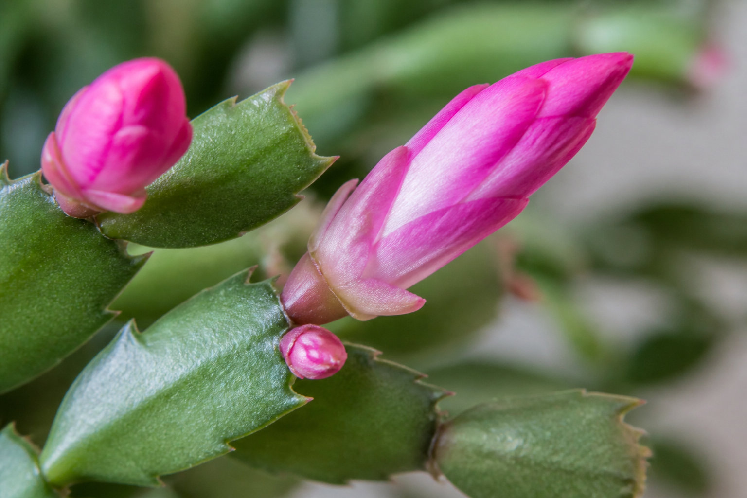 Comment faire refleurir votre plante chaque année ?
