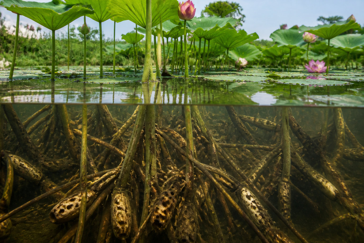 Le rôle écologique et la phytoépuration
