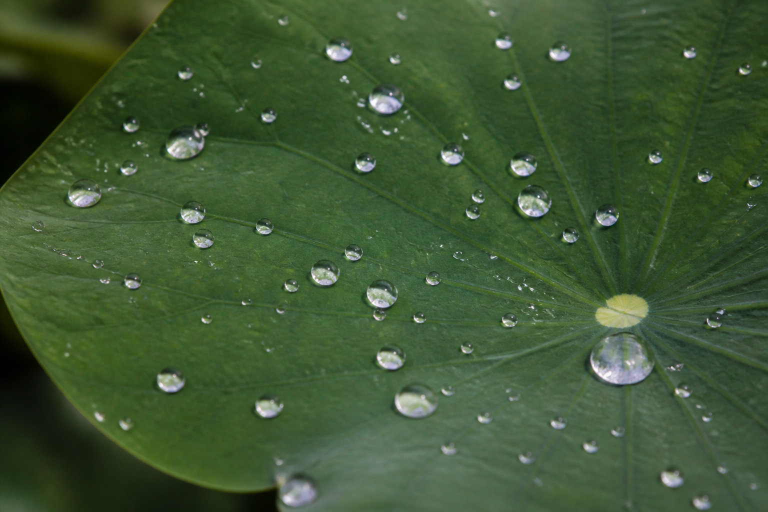 Les secrets scientifiques de l'effet lotus