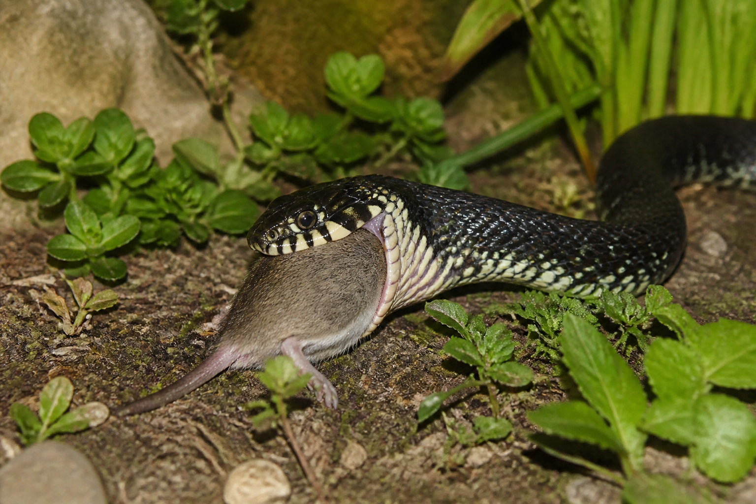 Les bénéfices concrets d'avoir un reptile dans son jardin