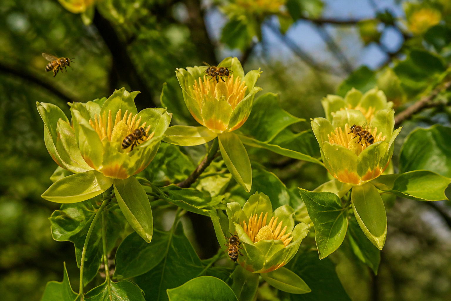 Variétés horticoles et rôle écologique au jardin