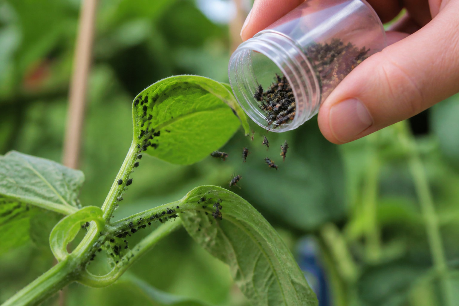 Comment réussir le lâcher de larves sur vos plantes ?