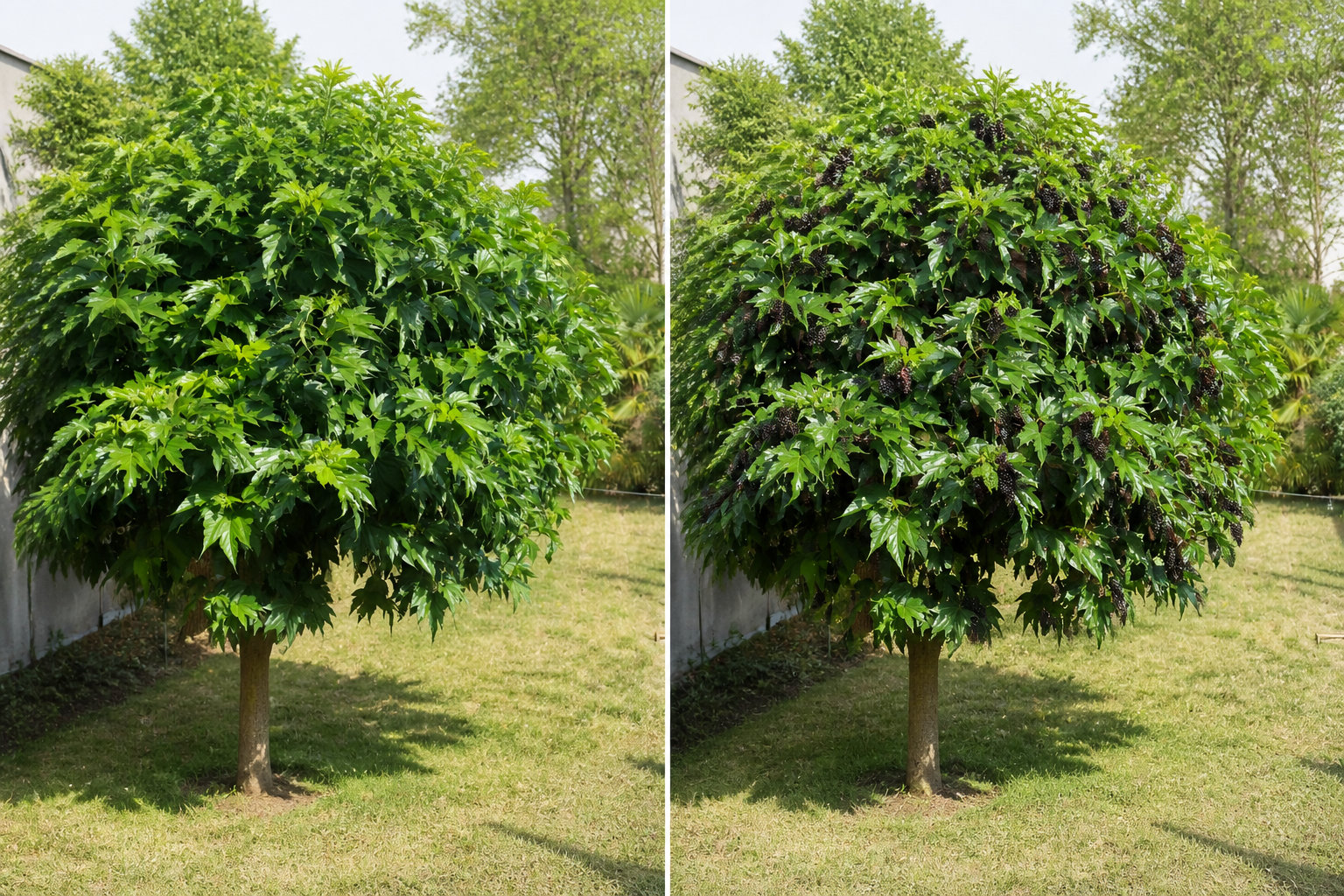 Variétés stériles ou fruitières : comment faire le bon choix ?