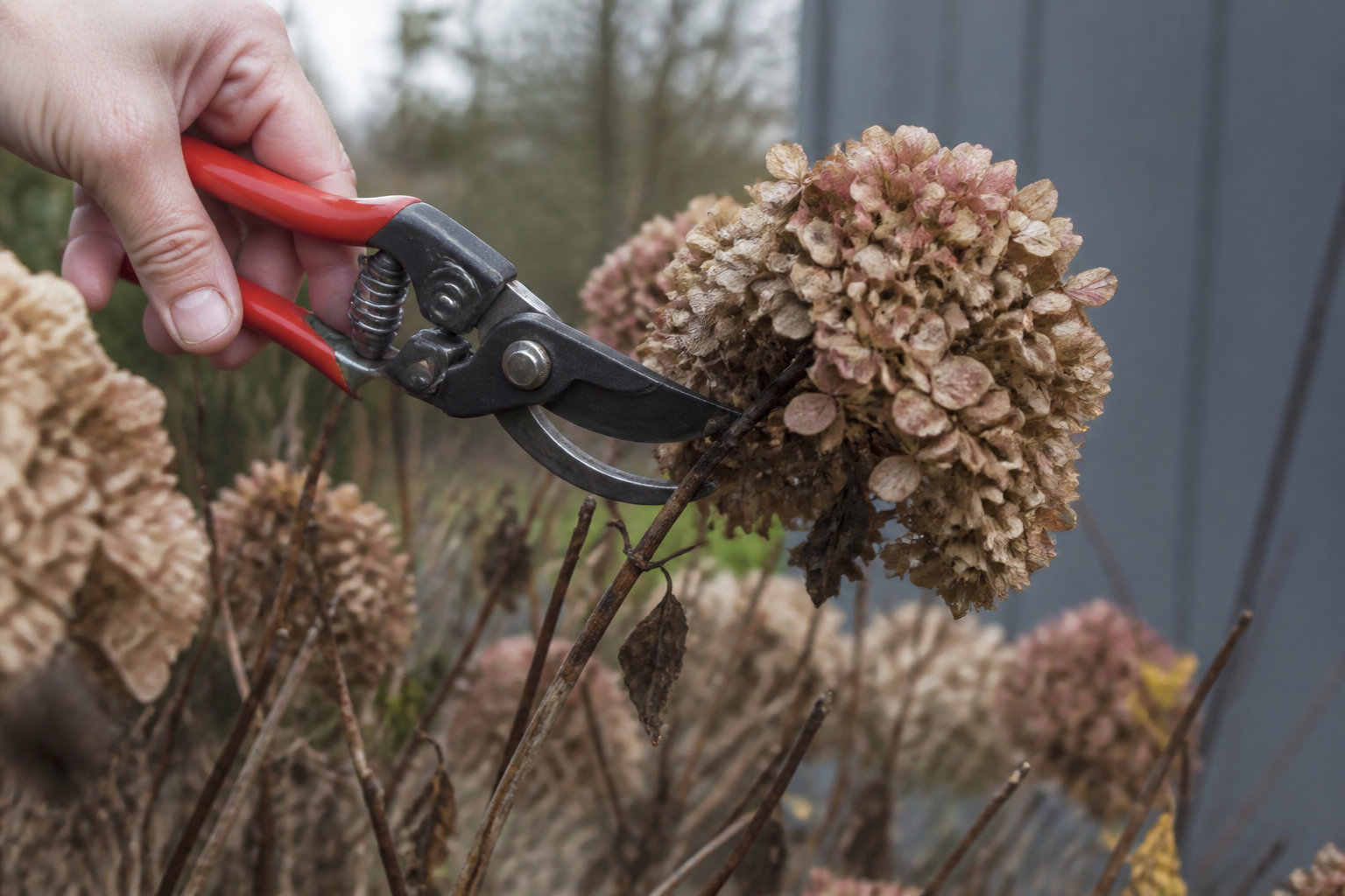 Entretien et gestes de pro pour une floraison qui change la donne ✂️