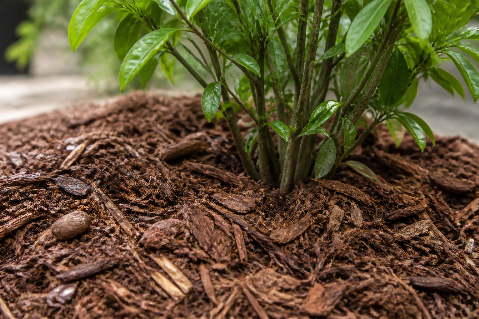 Comment entretenir votre saule crevette sans y passer des heures ?