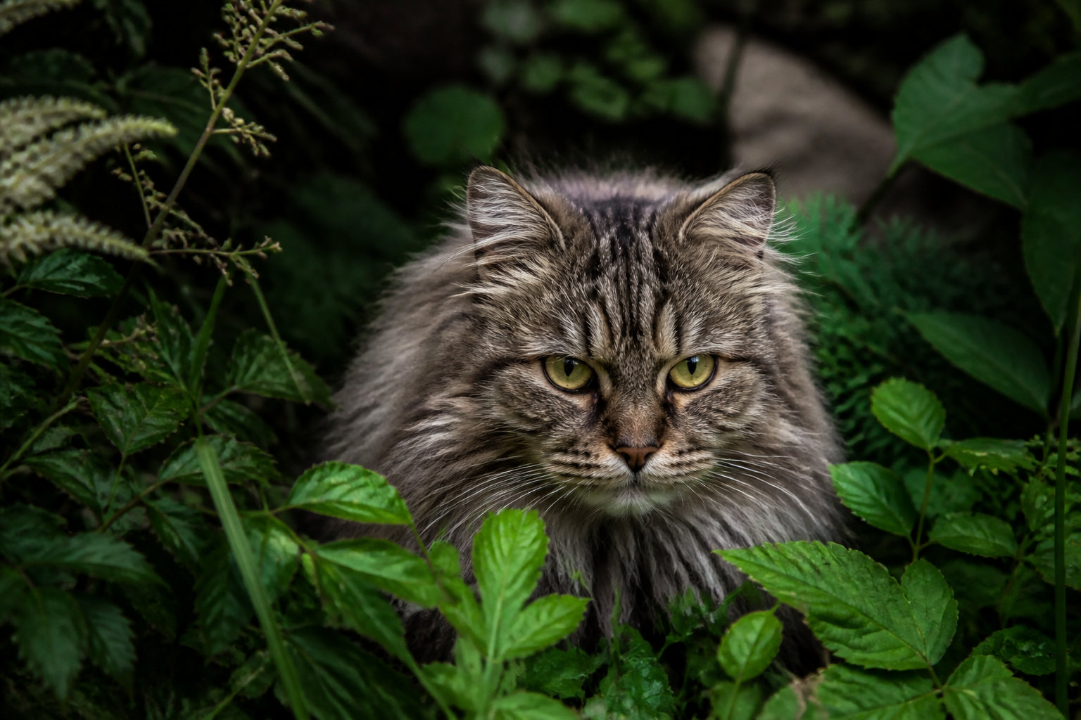 3 atouts majeurs qui font la force du chat Sibérien