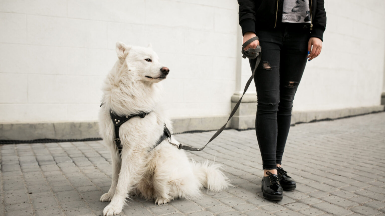 Comment choisir le bon harnais pour chien selon sa morphologie ? Comment choisir le bon harnais pour chien selon sa morphologie ?