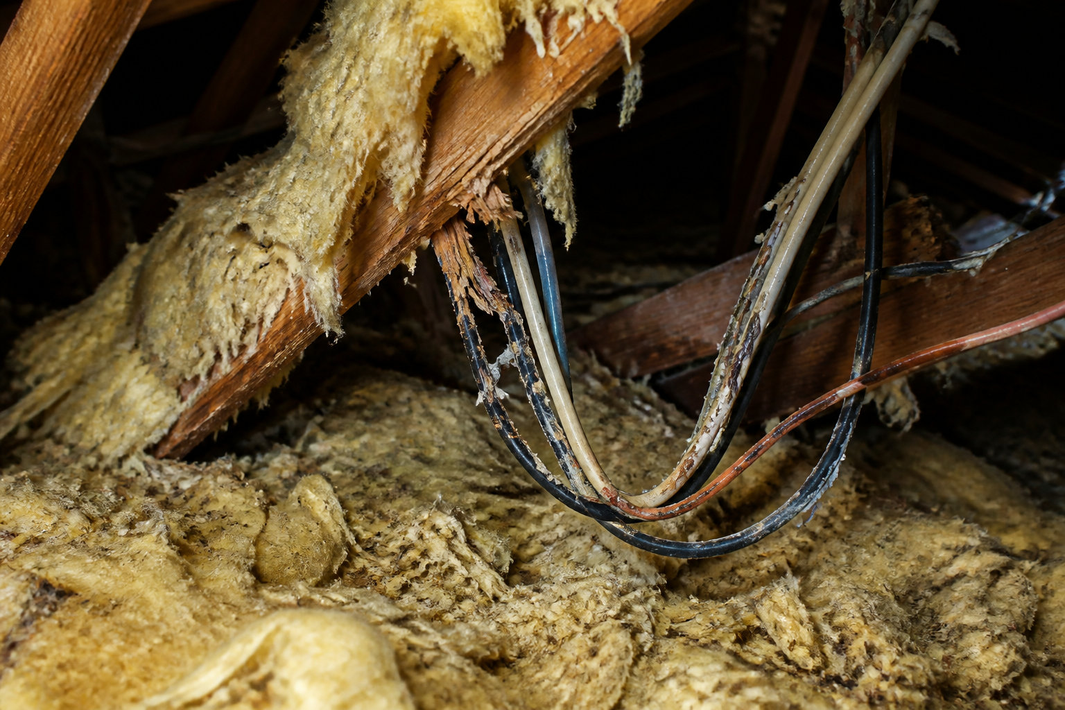Dangers sanitaires et menaces pour votre habitation
