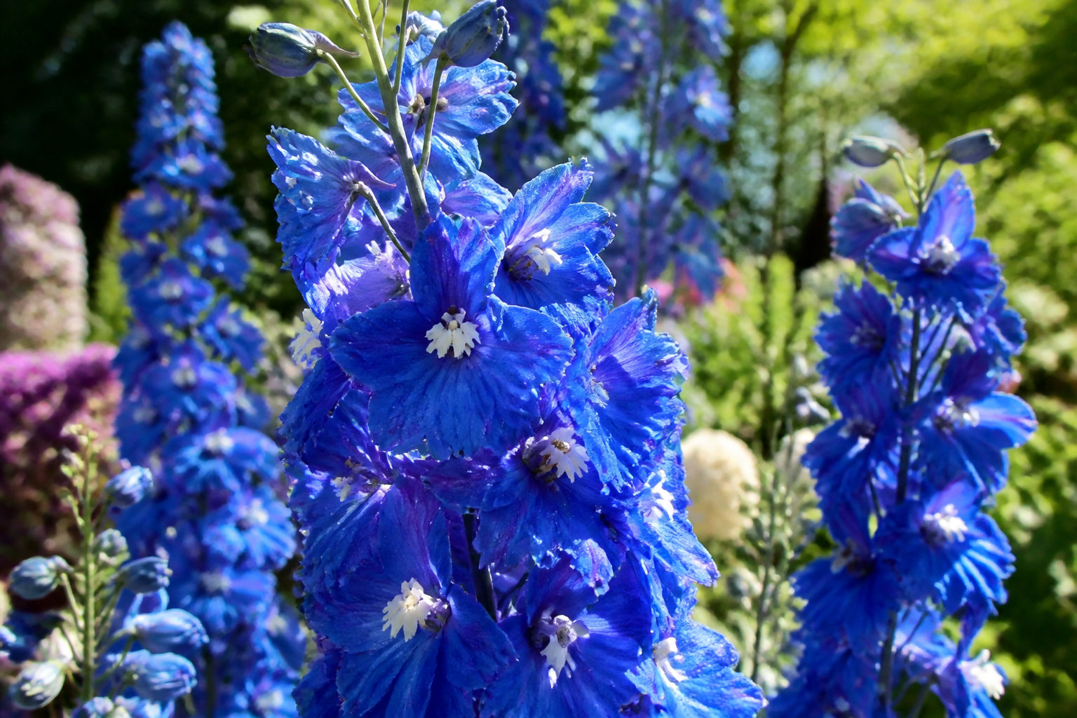 3 règles d'or pour une plantation réussie dans votre jardin