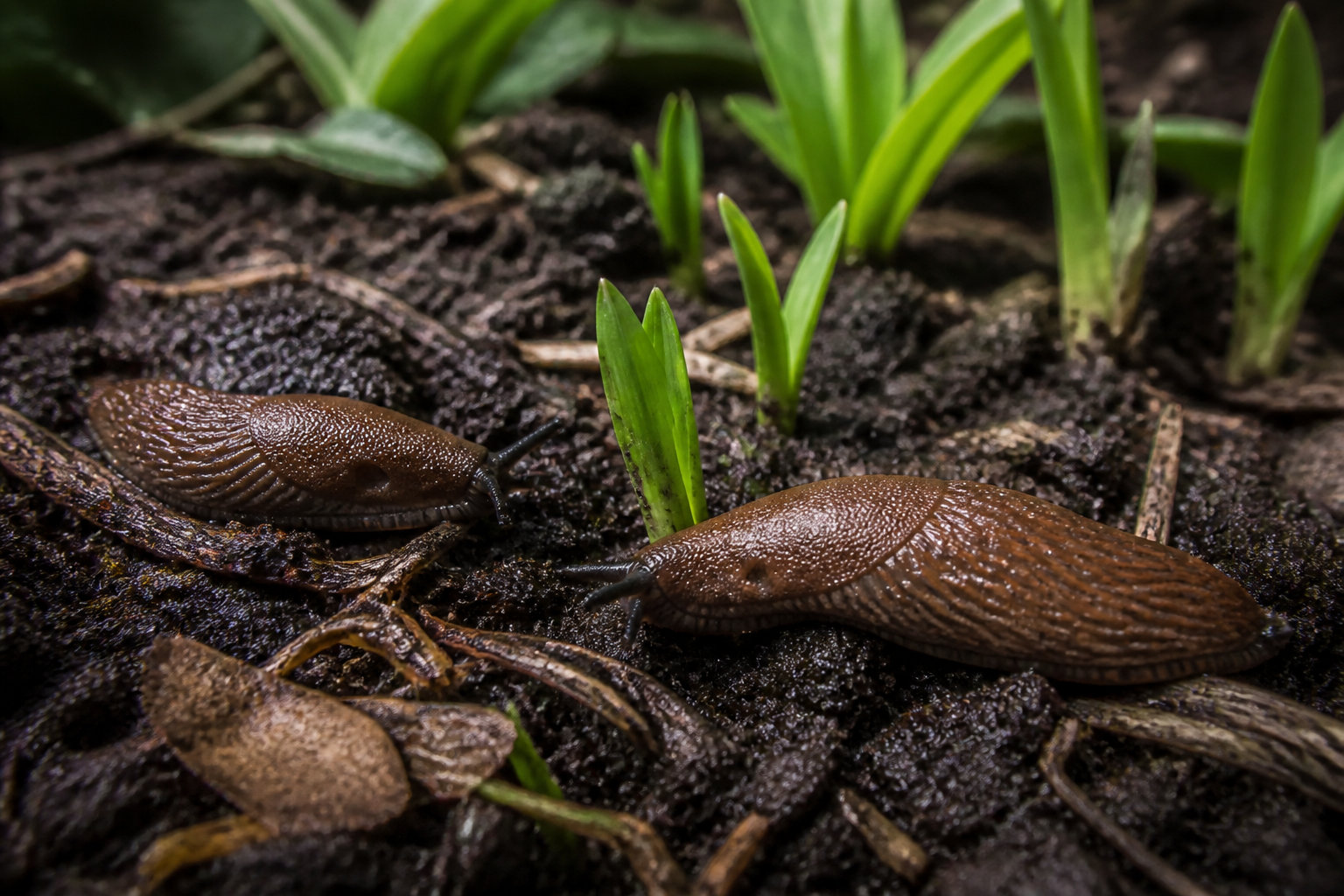 Comment sauver vos jeunes pousses de l'appétit des limaces ? 🐌