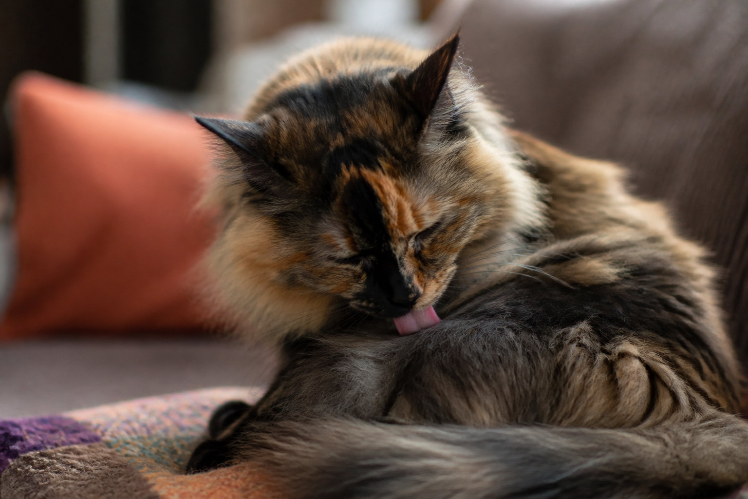 Adopter et prendre soin de votre chat au pelage mosaïque