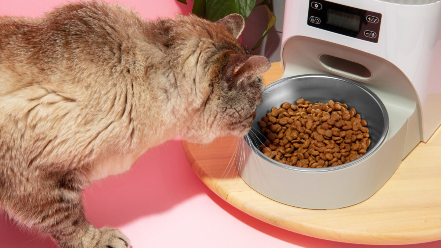 Comment choisir des aliments adaptés à un chat stérilisé ?