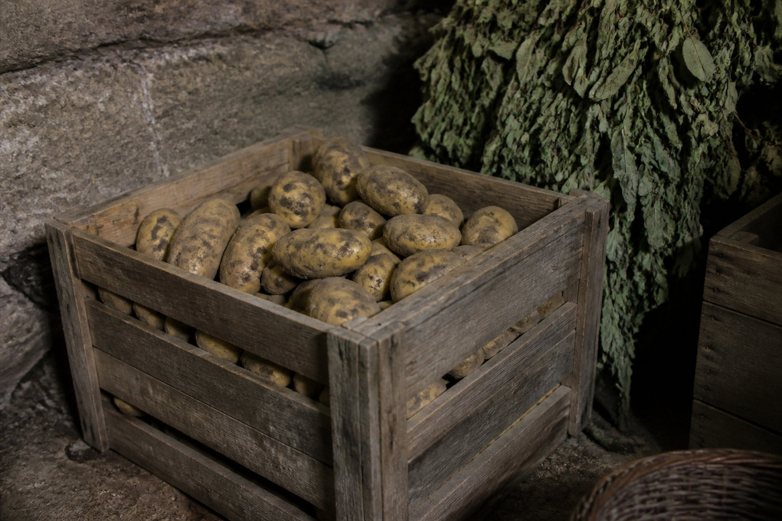 Techniques de récolte et stockage pour une conservation longue