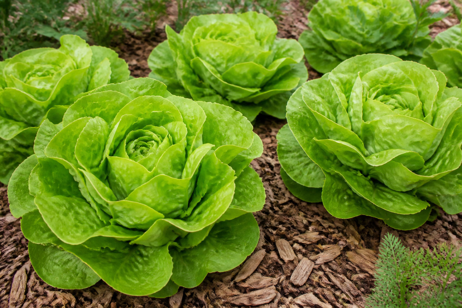 Cultiver la sucrine au potager : du semis à la récolte 🪴