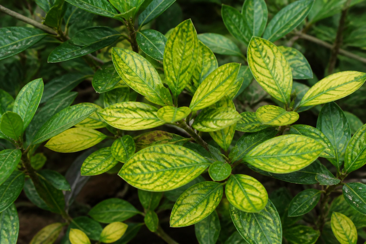 Diagnostic santé : éviter la chlorose et les maladies