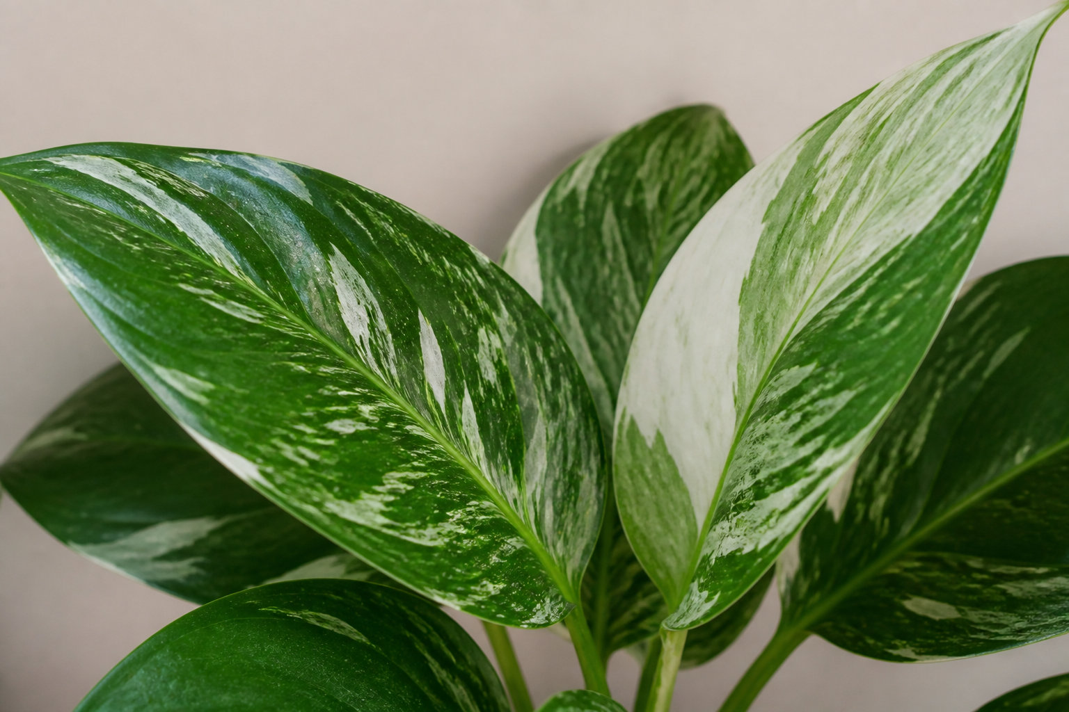 3 astuces pour gérer la lumière et l'eau comme un pro 💧